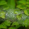 Spider in the Rain